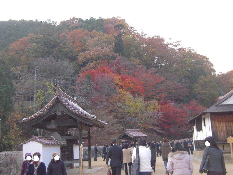 閑谷学校楷の木_2