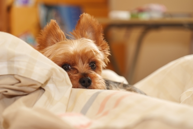 ペットシエルビジネススクール_6