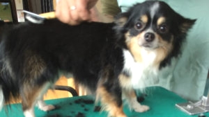 ペットシエルビジネススクール_4