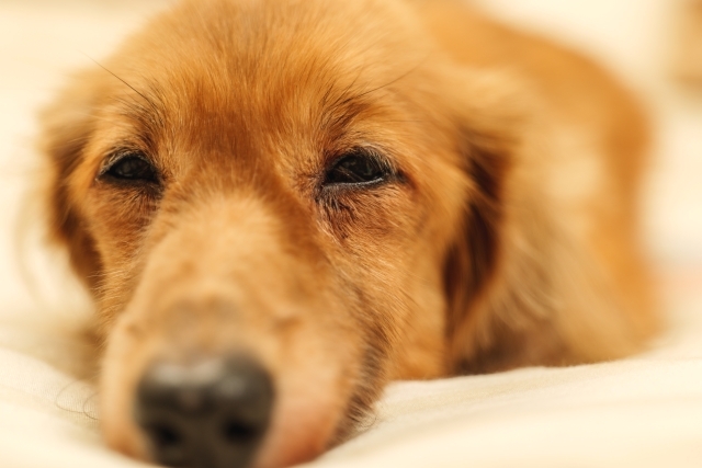 ペットシエルビジネススクール_2