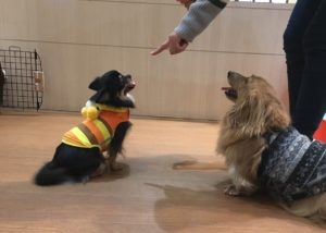 ペットシエルビジネススクール_1