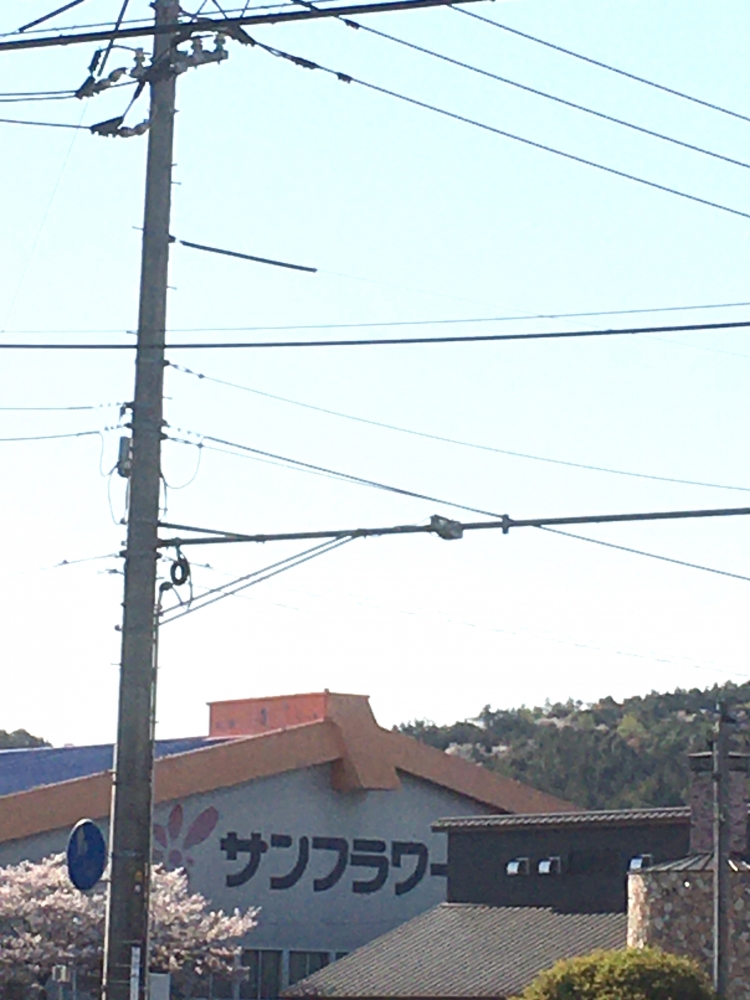 サンフラワースイミングスクール_1