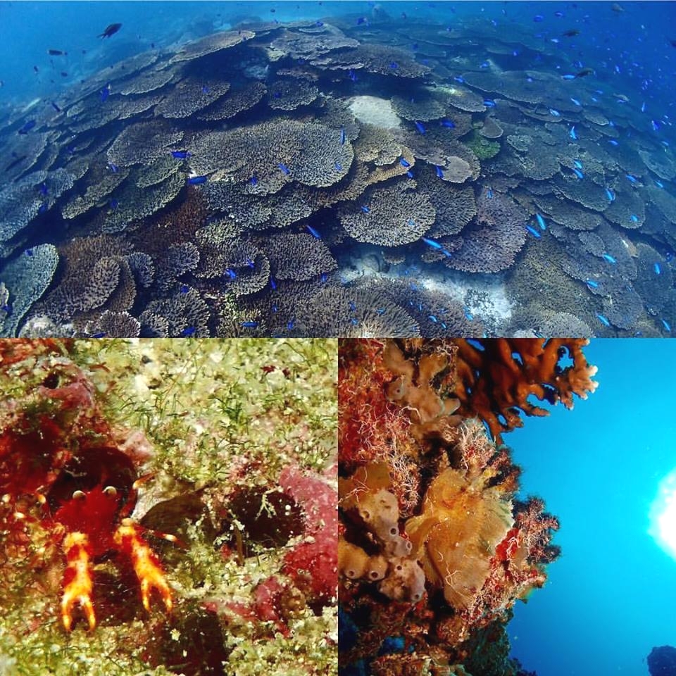 ＳｅａＬｏｏｐ