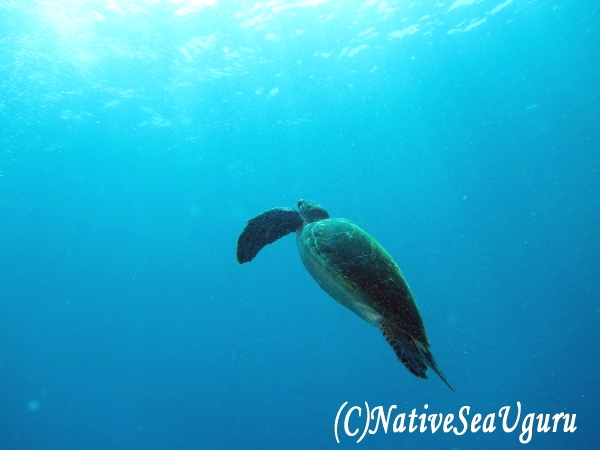 ネイティブシーうぐる_2