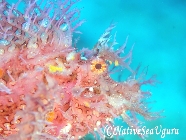 ネイティブシーうぐる_1