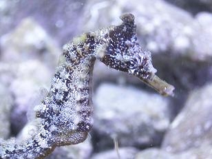 ＷＩＴＨダイビングショップ北九州店_4