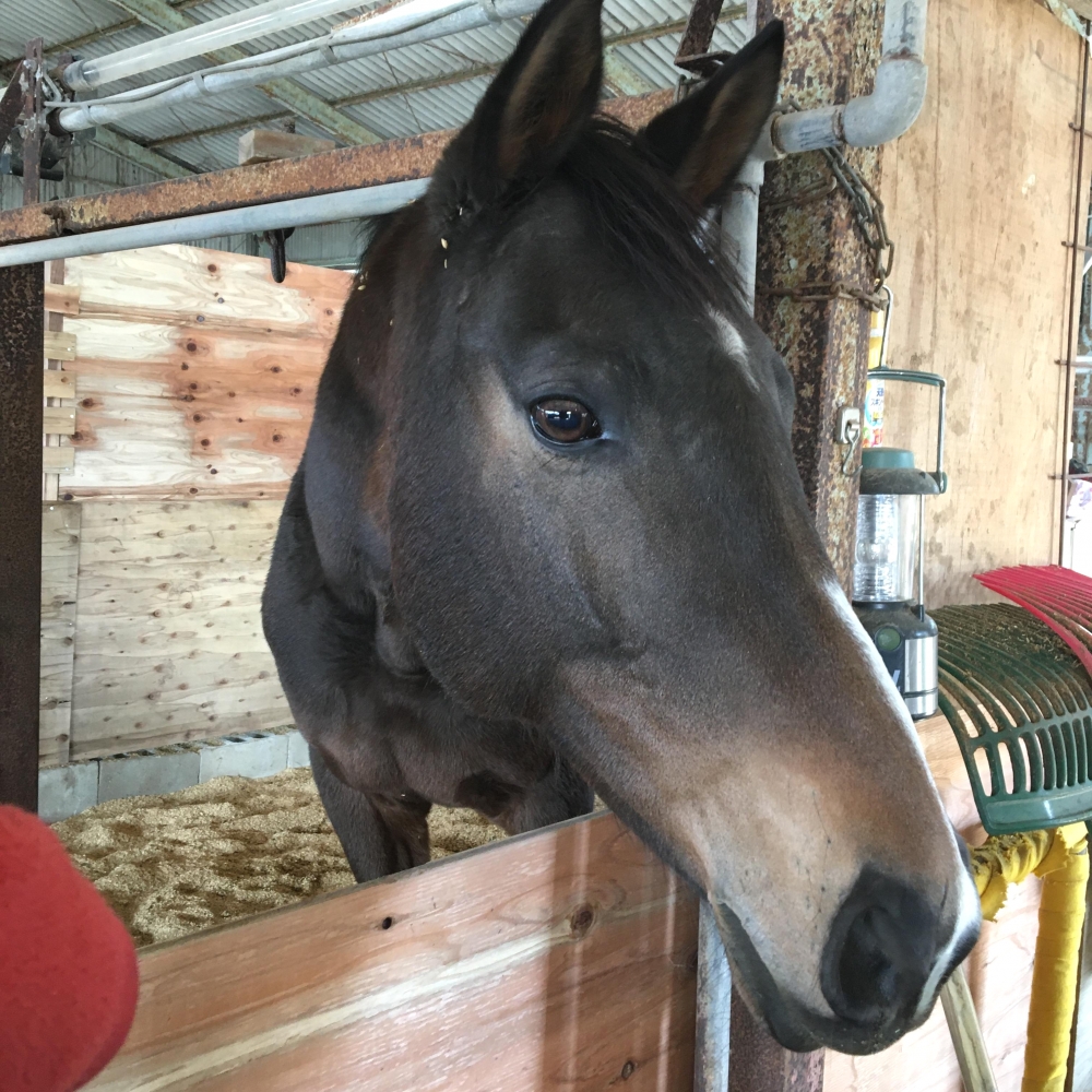 あんらいえんホース_24