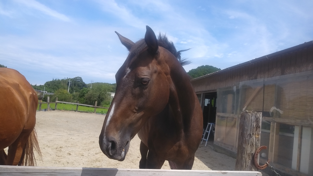 あんらいえんホース_17