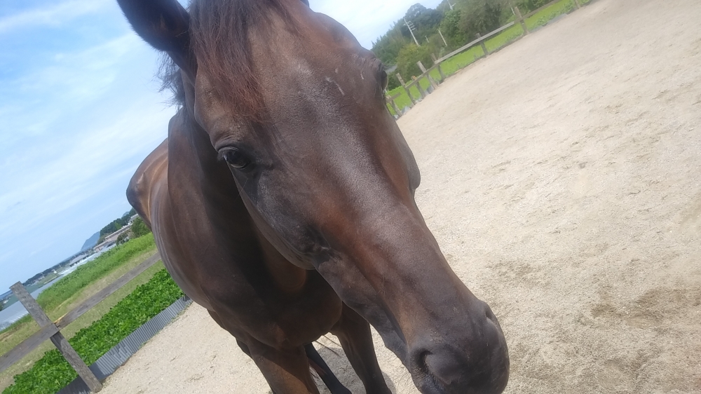 あんらいえんホース_15