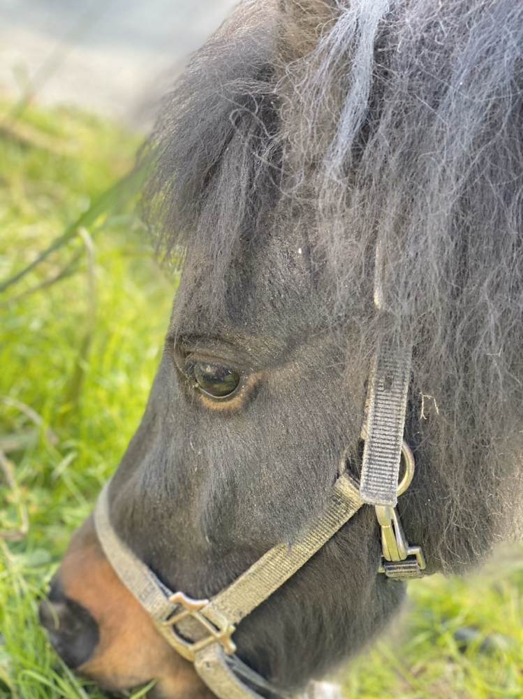 あんらいえんホース