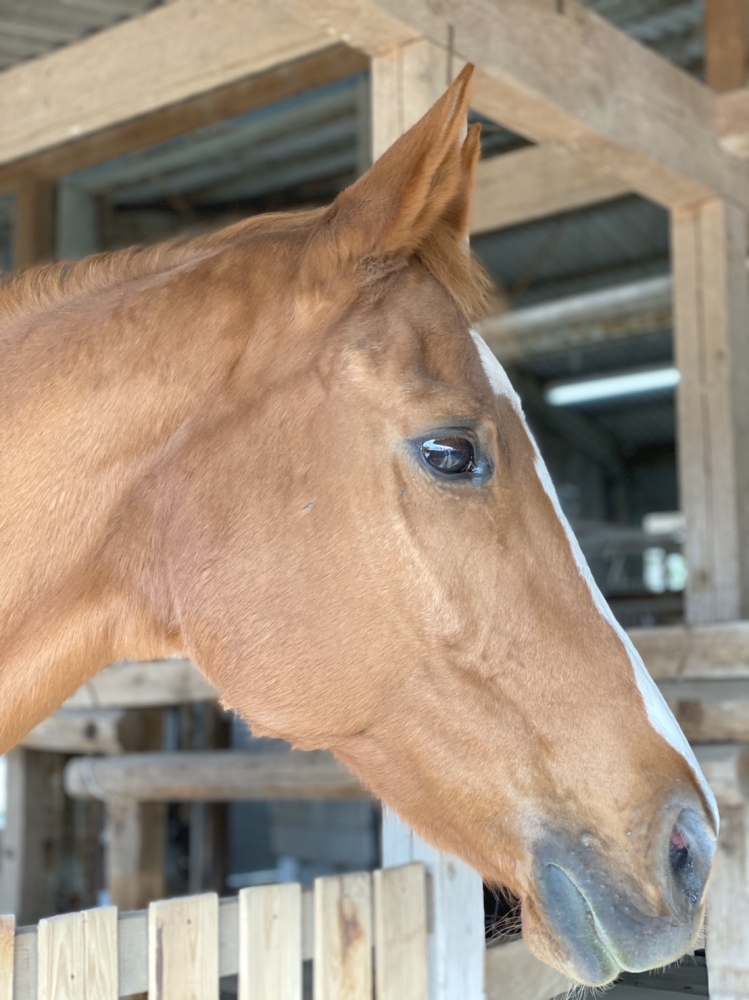 あんらいえんホース_2