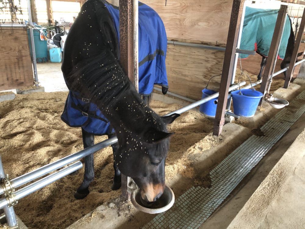 あんらいえんホース_8