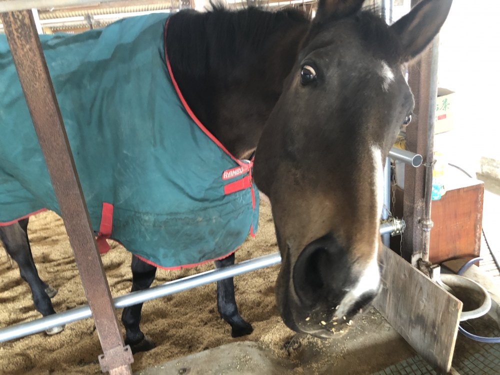 あんらいえんホース_6