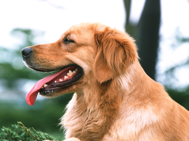 グローバル・グルーミングスクール_3