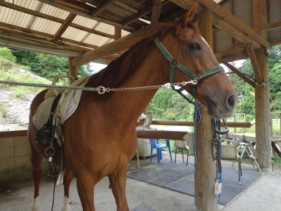 清武ホースパーク