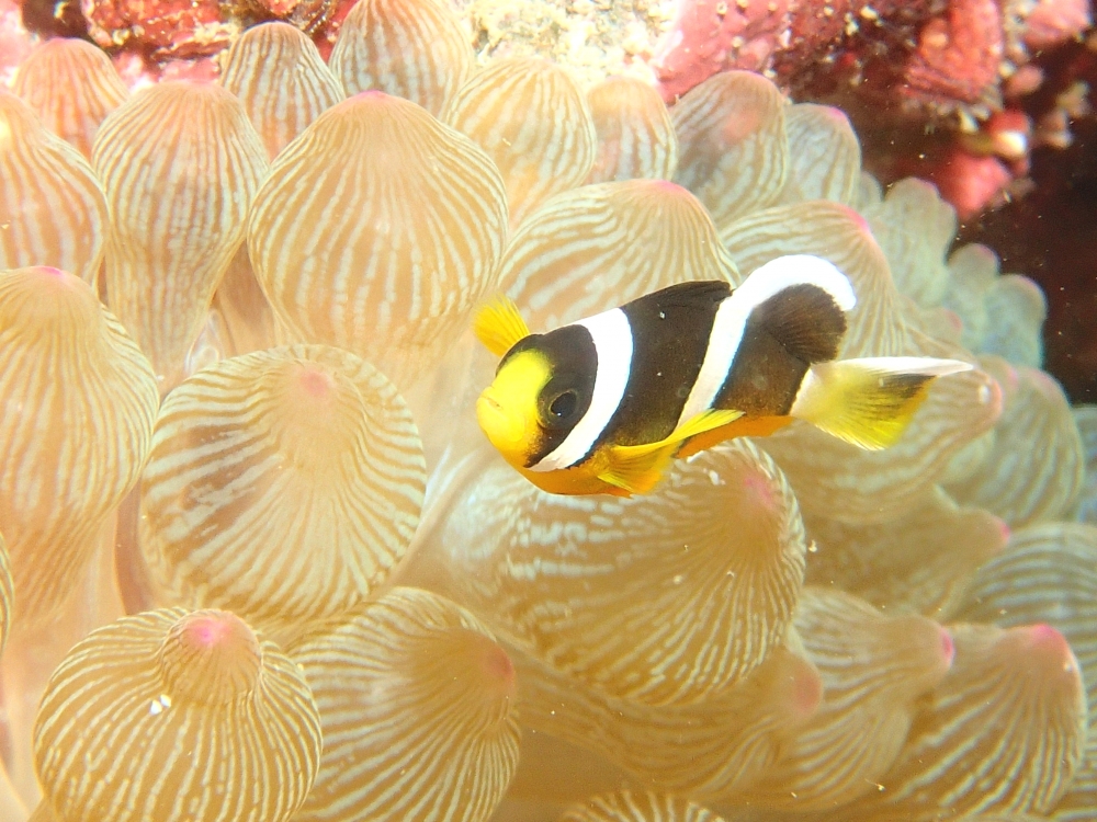 グリートダイバーズ_16