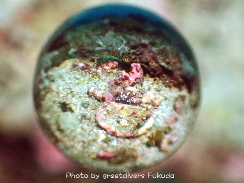 グリートダイバーズ_14