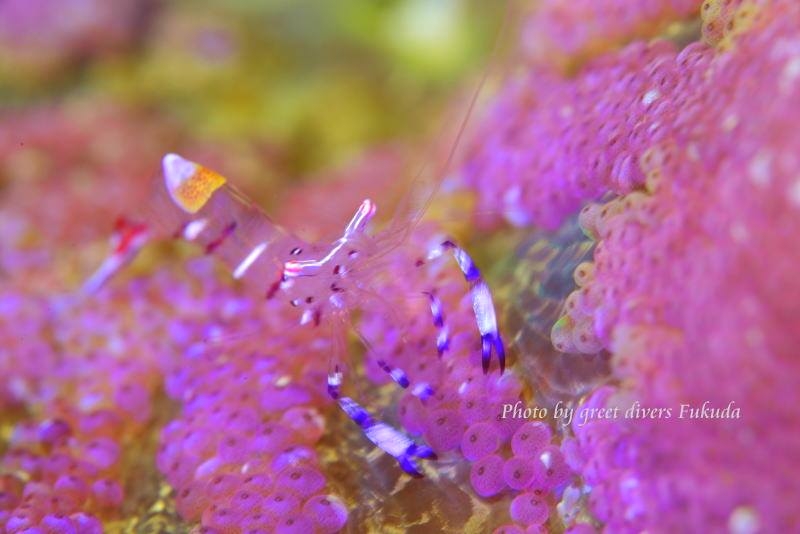 グリートダイバーズ_12