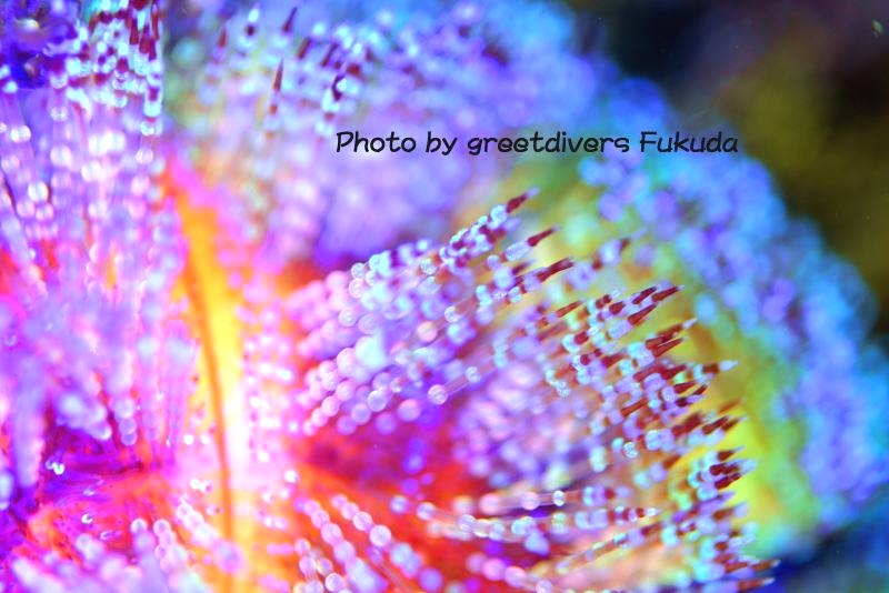 グリートダイバーズ_11