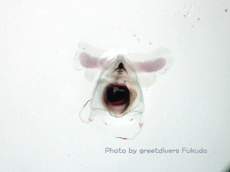 グリートダイバーズ_9