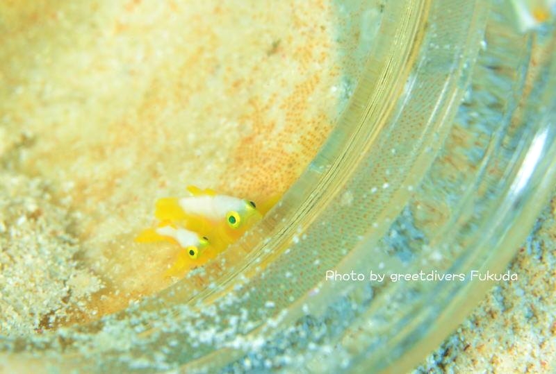 グリートダイバーズ_4