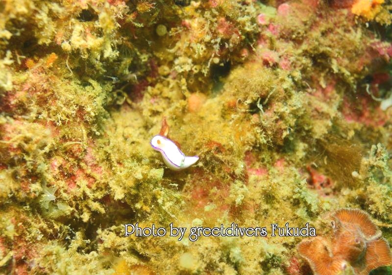 グリートダイバーズ_3