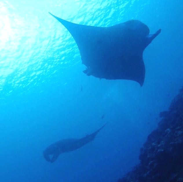 ビーブルー石垣島ダイビングサービス_3