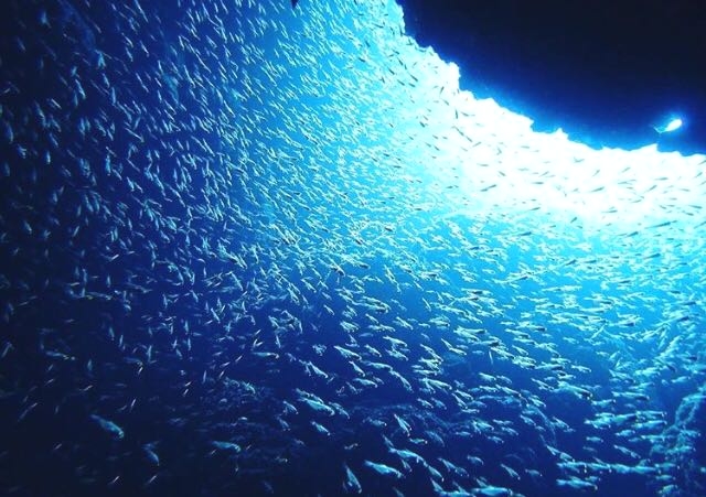 ビーブルー石垣島ダイビングサービス_1