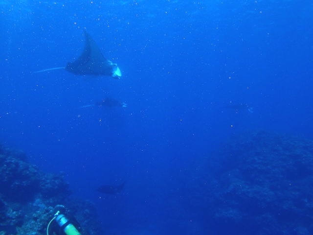 ナビィダイビング石垣島_2