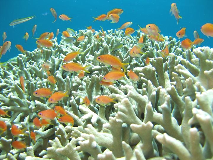 サザンダイブ石垣島_5