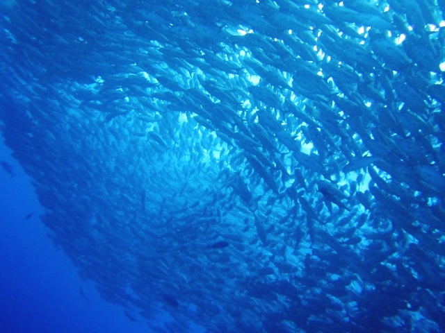 ダイバーズシエル（スキューバダイビングサービス）_2