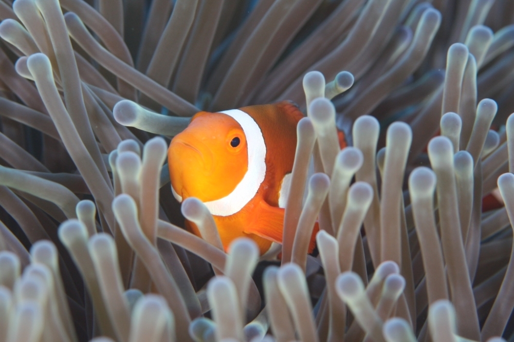 Scuba & Snorkeling 彩AYA _9