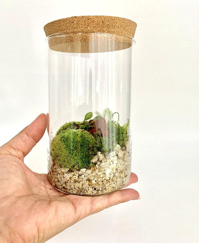 苔玉・盆栽・苔テラリウム・枯山水教室_3