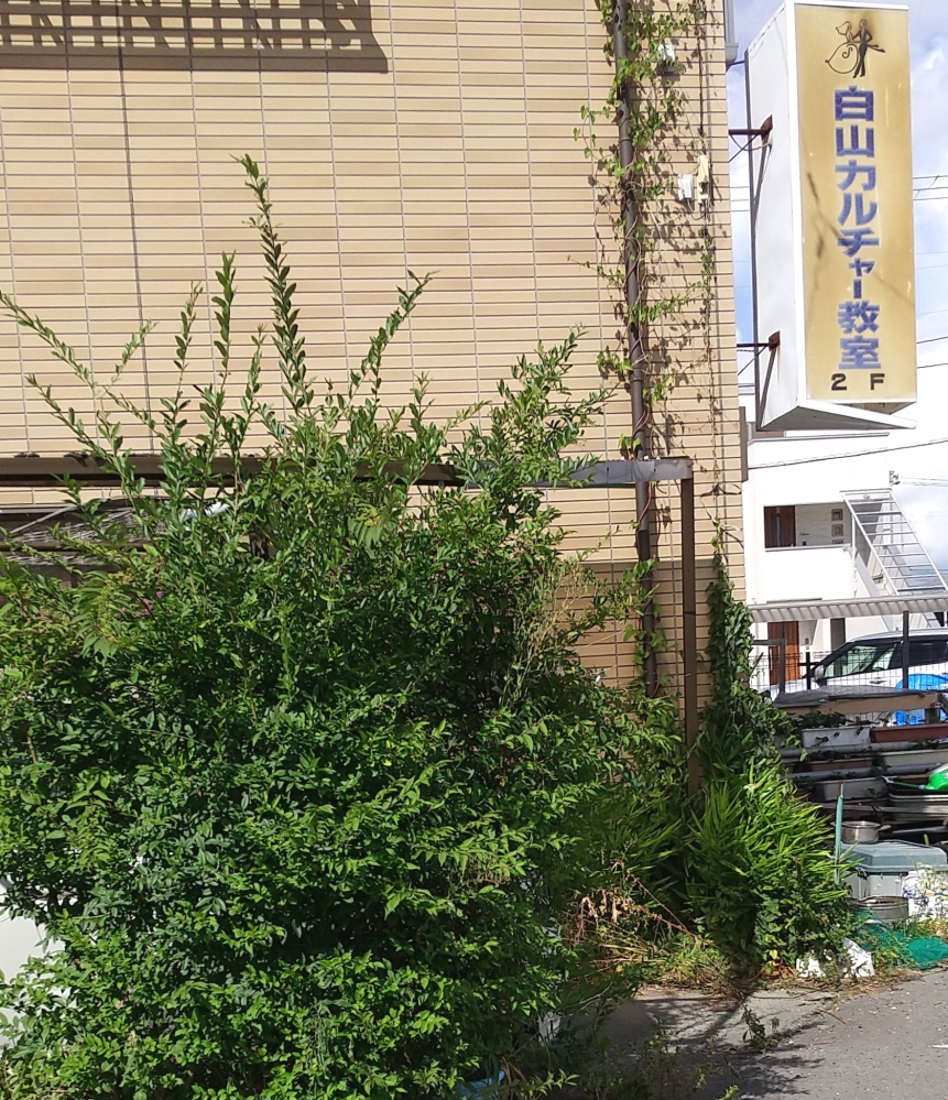 白山カルチャー教室