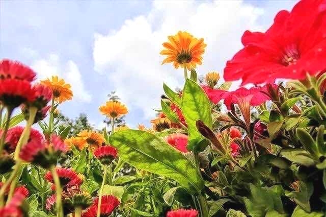 中国語教室・茉莉花