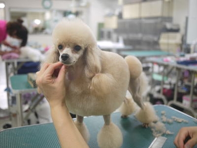 ヴィヴィッド・グルーミング・スクール_3