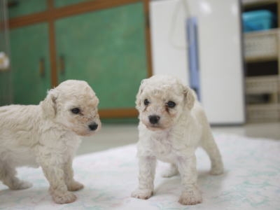 ヴィヴィッド・グルーミング・スクール_2