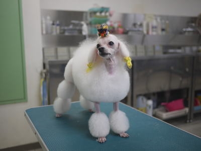 ヴィヴィッド・グルーミング・スクール_1