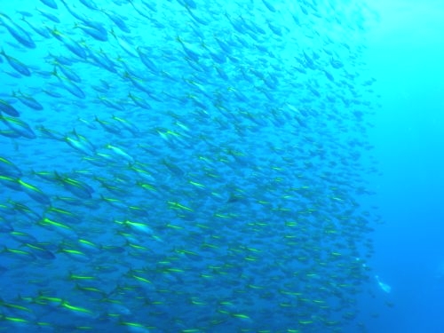 ダイビングショップ　アリエス_2