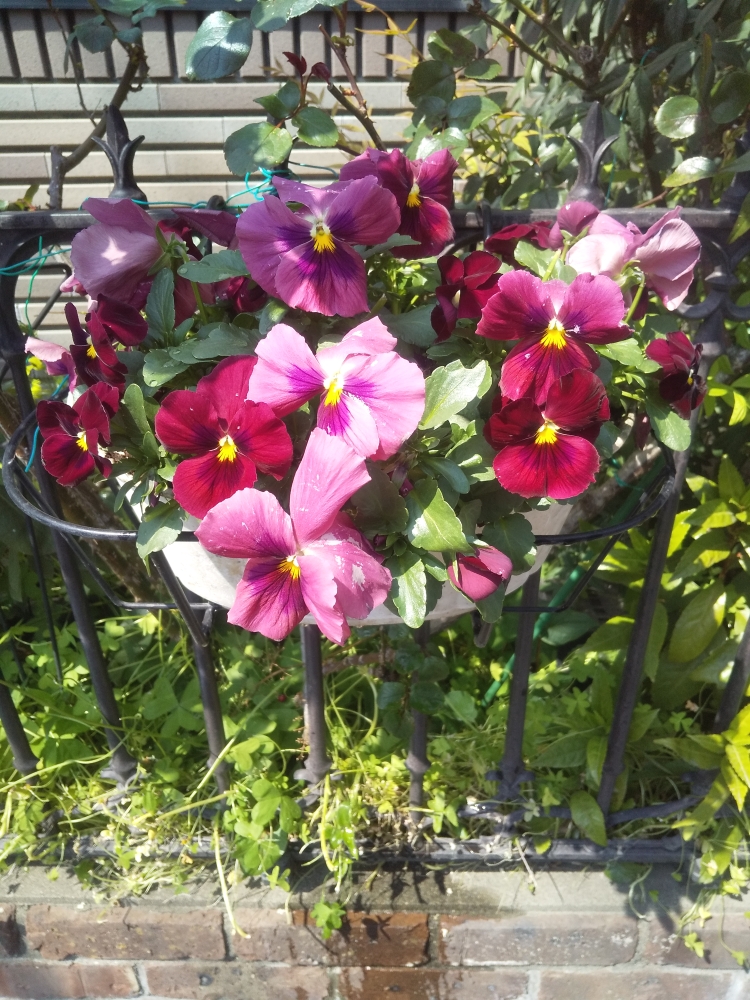 英会話ワールド