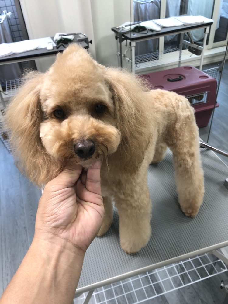 東京ペットビジネススクール_4