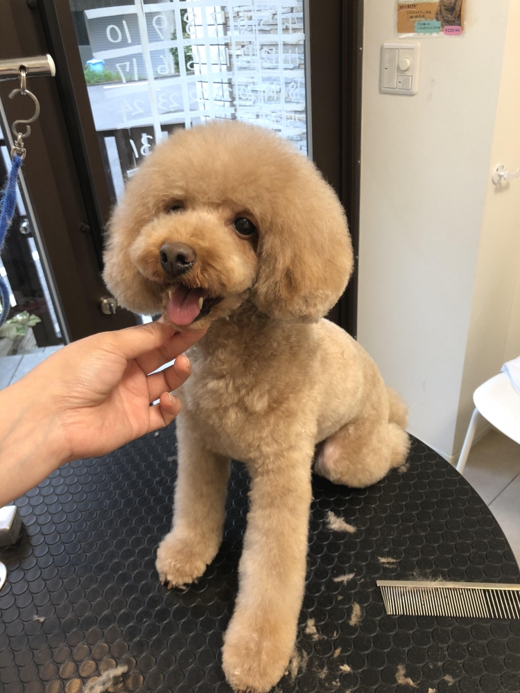 東京ペットビジネススクール_3