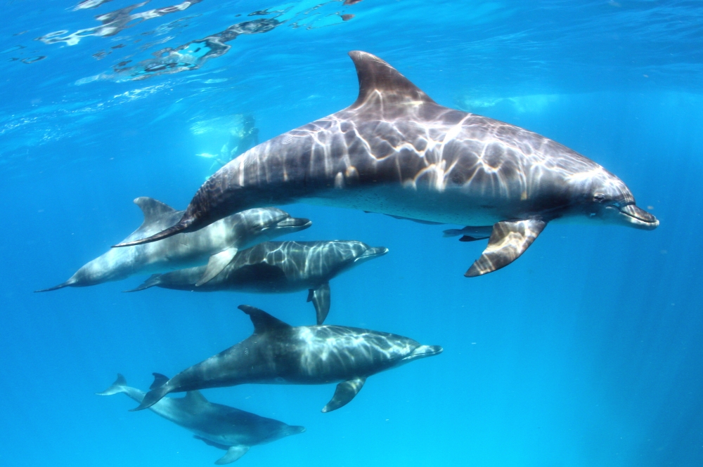 アースサウンド