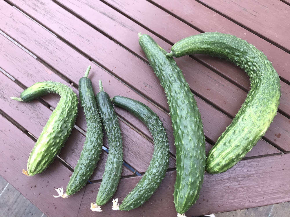 シェア畑 練馬桜台_2