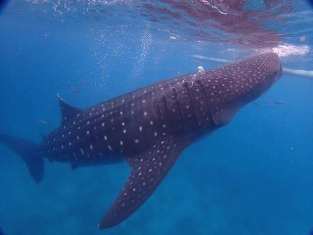 ダイビング教室 ライトハウス町田