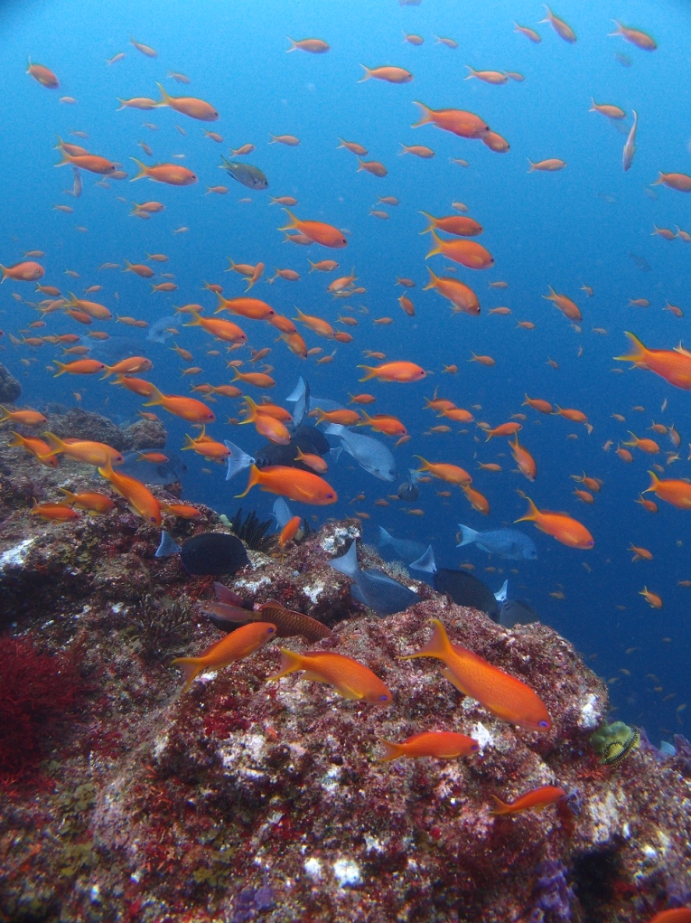 パパラギダイビングスクール　小田原店_3