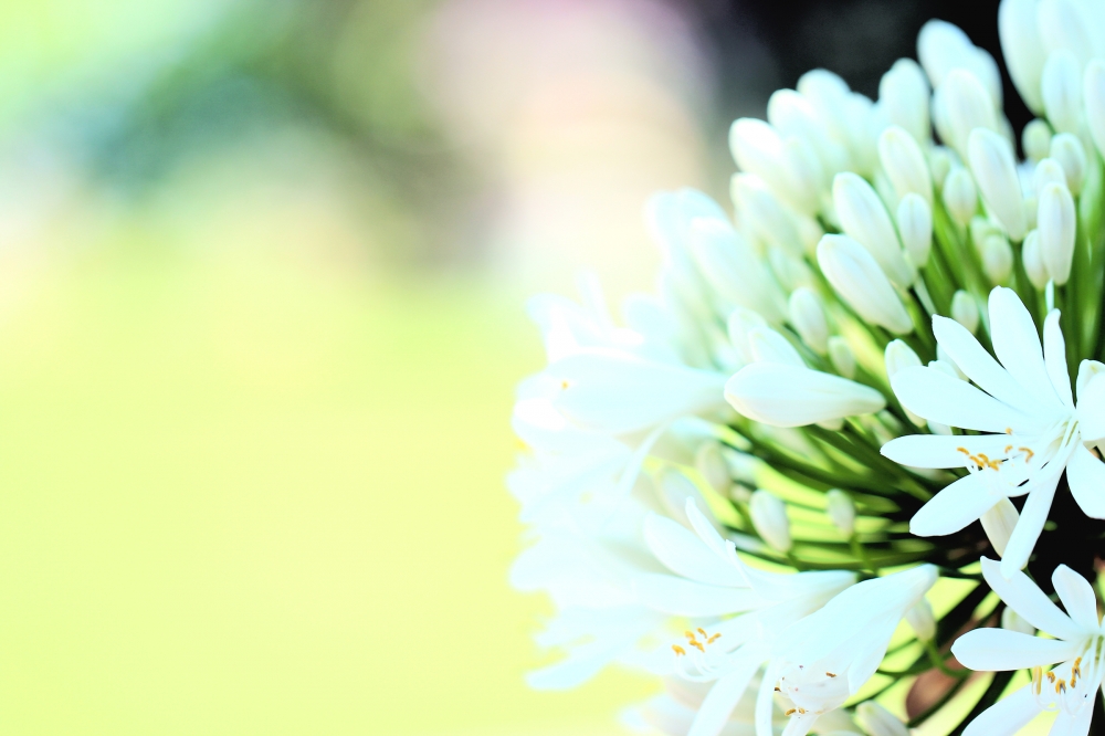 YOGA STUDIO GARDEN_2