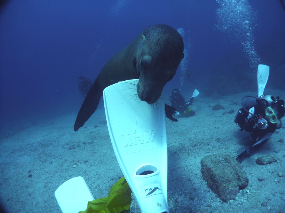 ブルーポイントダイビングスクール_4