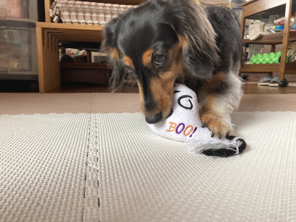 よ－ちゃんだんすすたじお_4