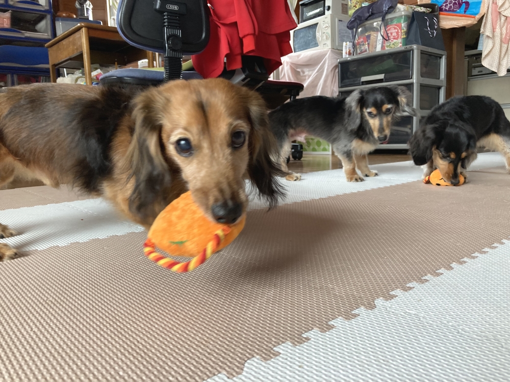 よ－ちゃんだんすすたじお_3